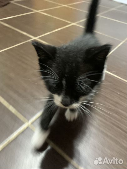 Отдам котейку