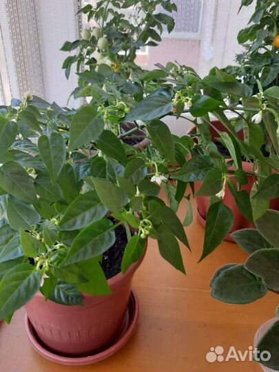 Перец комнатный ампельный красный