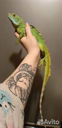 Василиск ящерица
