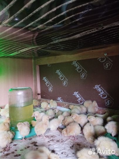 Перепела продажа