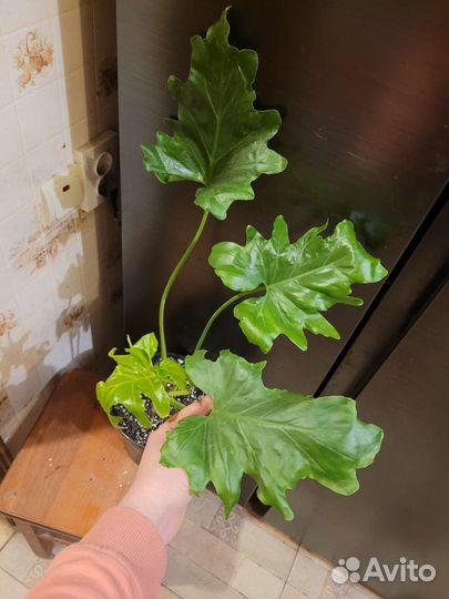 Филодендрон селло