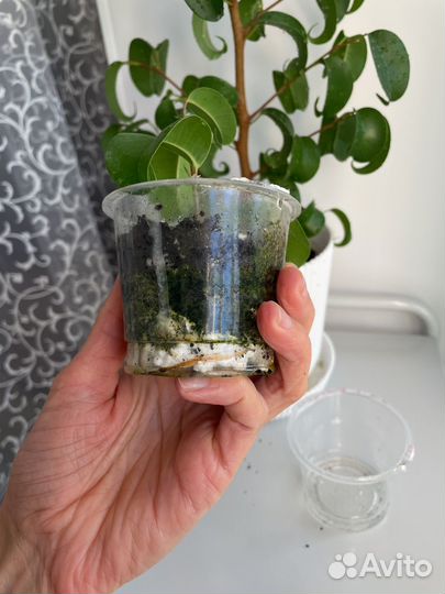 Фикус Букле