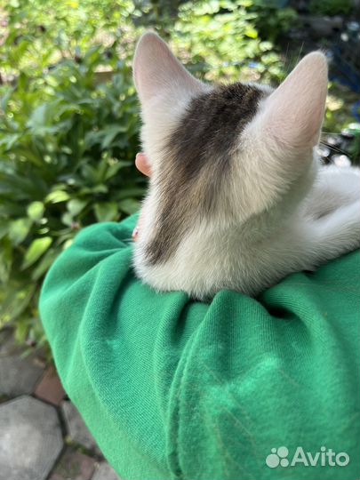 Котята в добрые руки мальчики