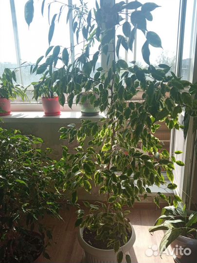 Фикус бенджамина