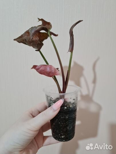 Сингониум клубничный лед