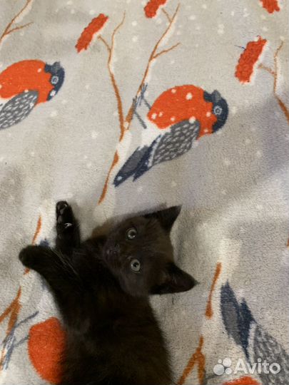 Котики в добрые руки