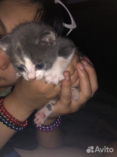 Котята в добрые руки бесплатно