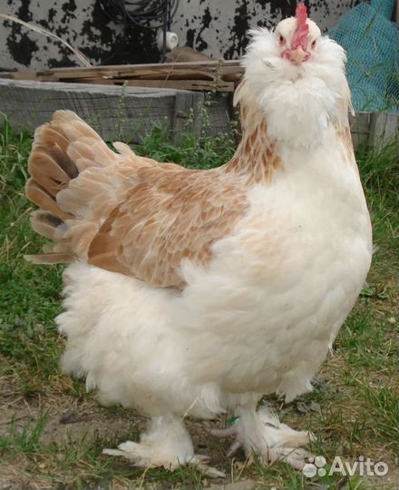 Куры породы Фавероль