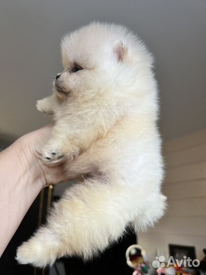 Шпиц мальчики микро/мини