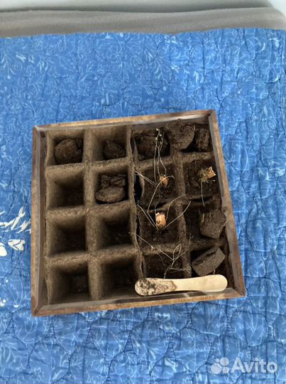 Теплица от магазина лента