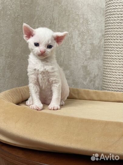 Девон-рекс мальчик белый с голубыми глазами