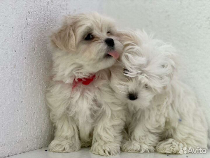 Мальтипу f1 maltipoo девочки и мальчики,Мальтипу