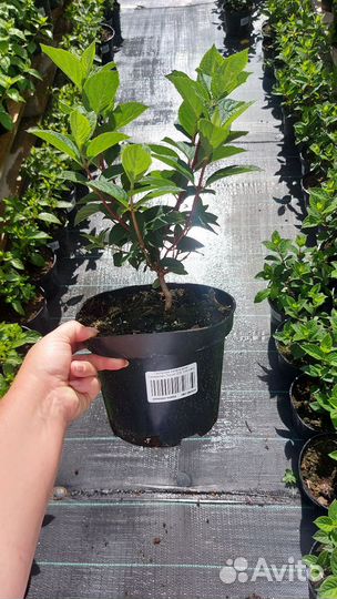 Гортензия Самарская Лидия