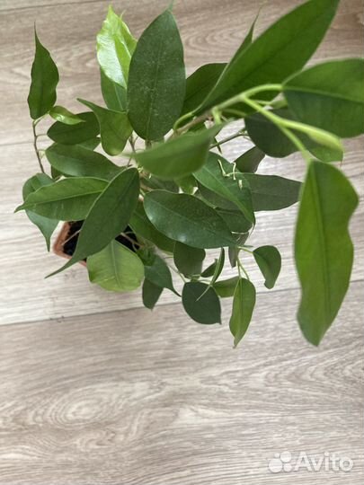 Строманта, фикус,Кордилина