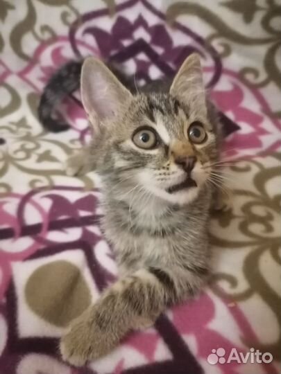 Котенок бесплатно в добрые ручки