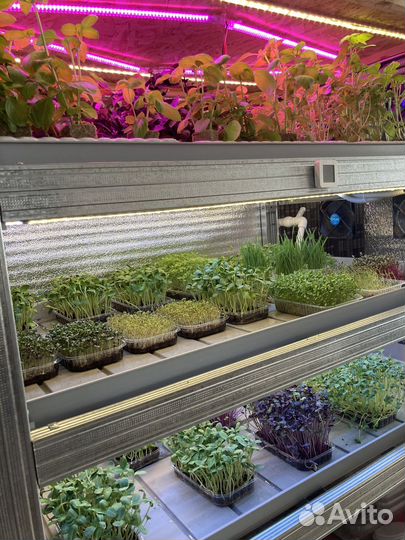 Стеллаж (гидропонная установка) микрозелень