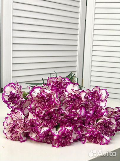 Гвоздика, Купить гвоздики оптом, Цветы Спб