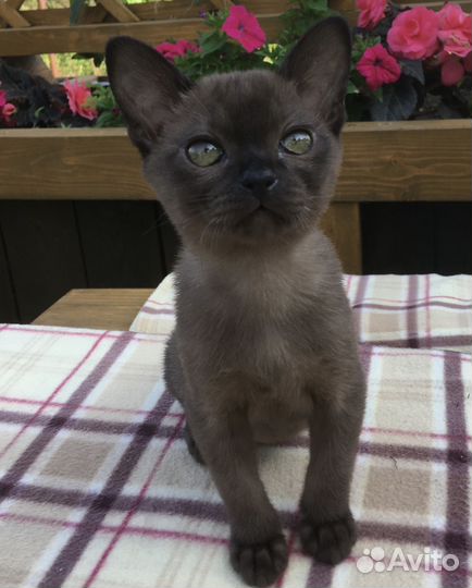 Европейская Бурма - котята