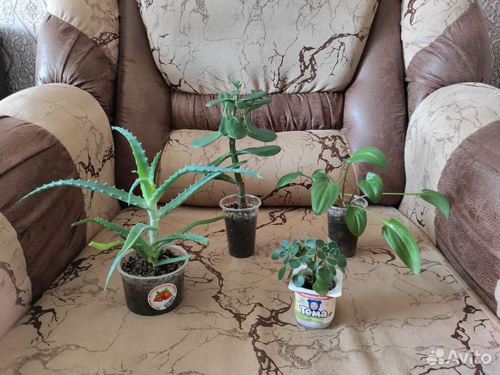 Комнатные растения