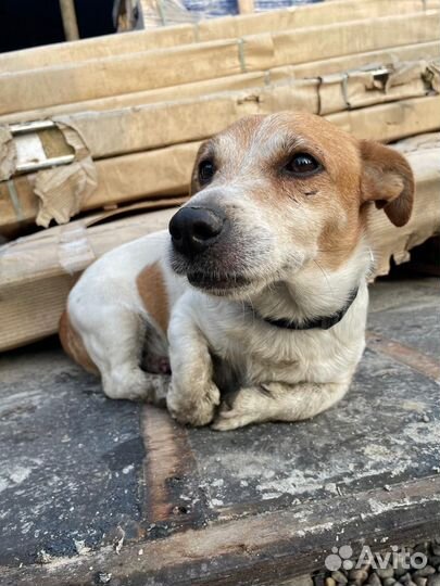 Джек Рассел терьер