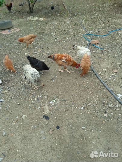 Куры петухи