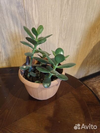 Толстянка вариегатная