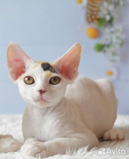 Котята девон-рекс