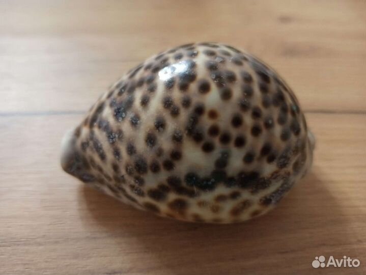 Морская раковина