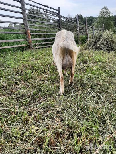 Козы,козочка