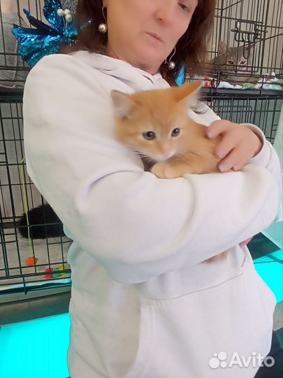 Котёнок, в добрые руки, бесплатно