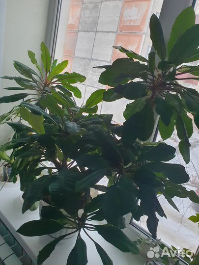 Молочай трехгранный