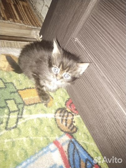 Котята мейн-кун