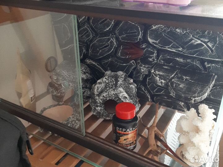 Террариум для эублефара