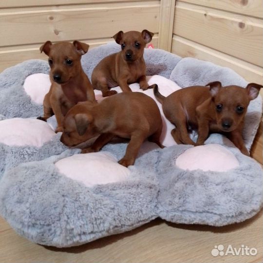 Цвергпинчеры - щенки