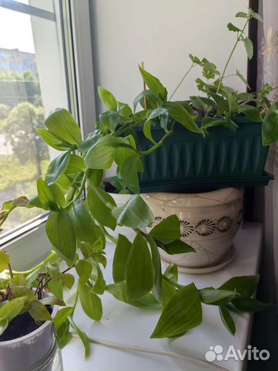 Традесканция, мята, зебрина в одном горшке ассорти