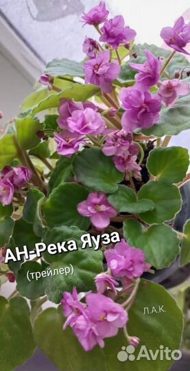 Фиалки трейлеры