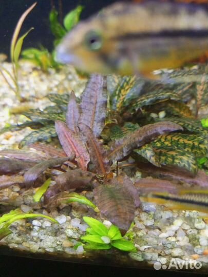 Аквариумные растения