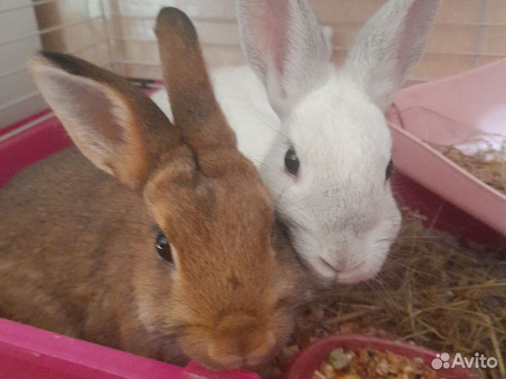 Декоративные кролики в добрые руки