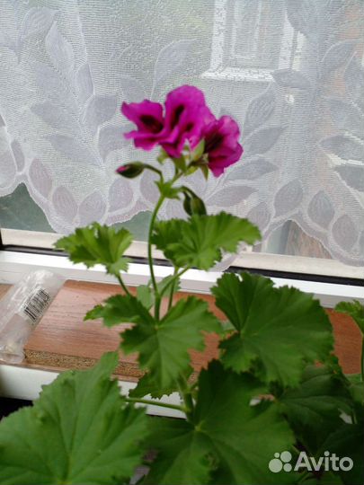 Пеларгония (герань)