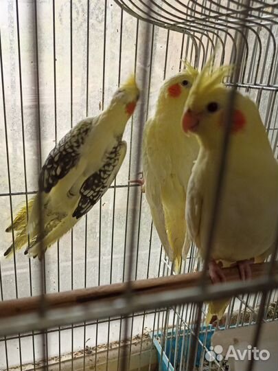 Попугай корелла птенец