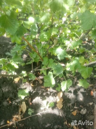 Йошта, ежемалина Кумберленд и др