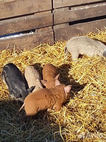 Поросята венгерской мангалицы