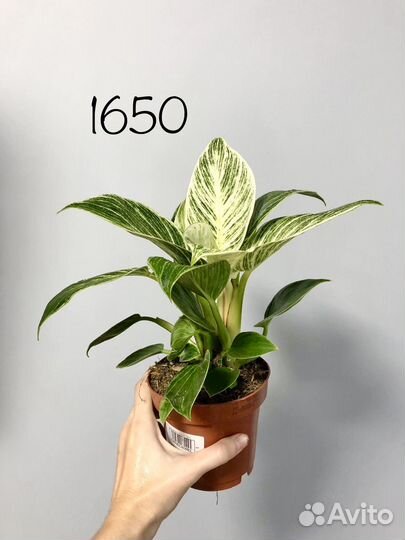 Филодендрон Биркин