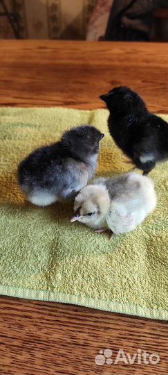 Инк. яйцо сильверудд блу, цыплята