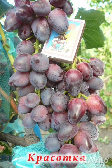 Саженцы и черенки винограда