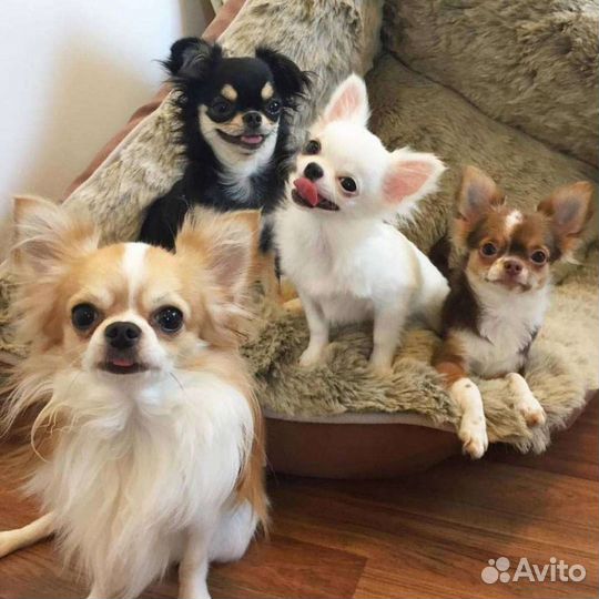 Передержка собак