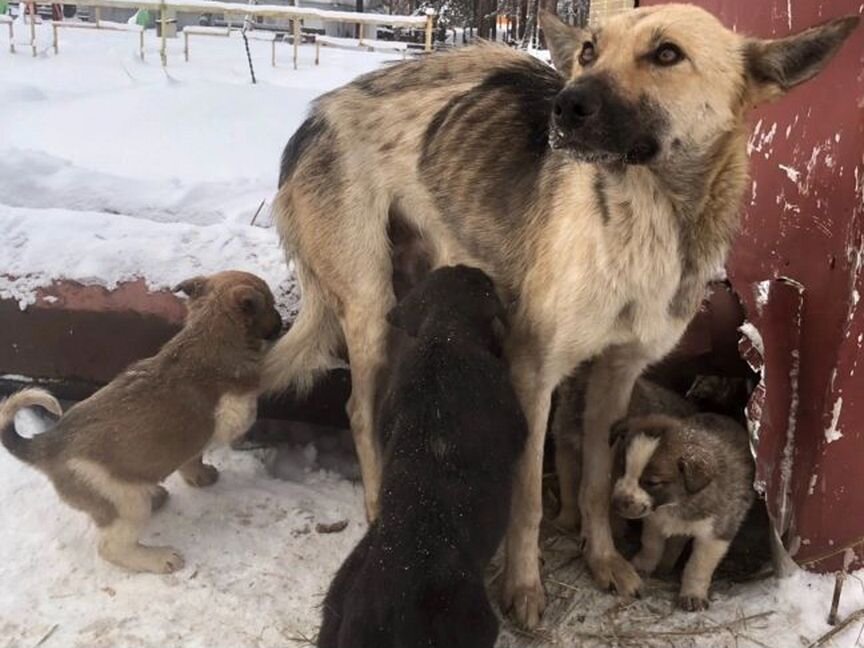 Спасённые малыши и мамочка