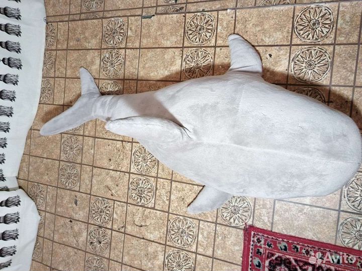 Акула блохэй