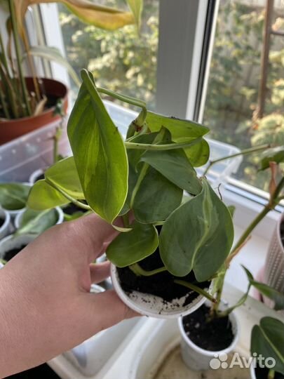 Комнатные растения