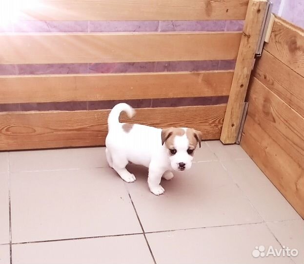 Джек Рассел терьер